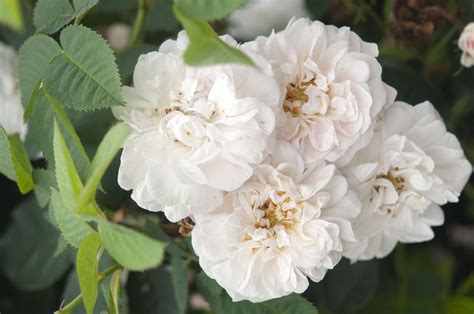 Heirloom rose nursery - This mildly fragrant, 3'- carefree & tough Soft peach, long blooming with a quick repeat & with a hint of Lemon and spice. 3-5'- brighter green foliage and a delectable peachy golden yellow color that holds to the very end. Peach/Yellow; mild honey fragrance. 4' x 3'w- flowers are orange & yellow with dark pink edges.